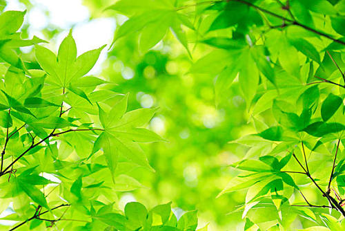 光合感化丈量体系探讨动物的奥秘 光合感化丈量体系探讨动物的奥秘