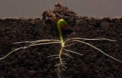 为甚么要停止泥土无机质检测？